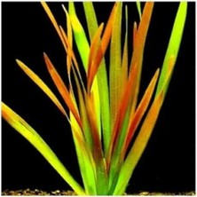 Esranın Dünyası Vallisneria Rubra Canlı Bitki