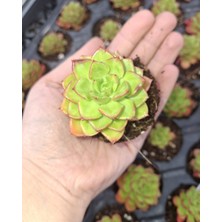 Foliumbotanik Echeveria, Özel Çeşit Sukulent