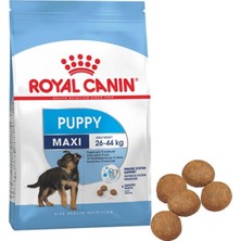 Royal Canin Puppy Maxi 15 kg Yavru Köpek Maması 26-44 kg Büyük Irklar için Özel Formül