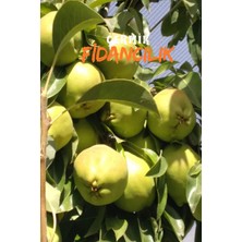 Çermik Fidancılık 2 Adet Bodur Aşılı Deveci Armut Fidanı 3 Yaş