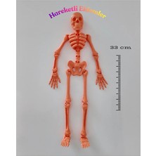 Kemik Adam: Hareketli Eklemli Iskelet Figür - 33 cm