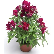 megcito Aslan Ağzı Saksılık (10 Tohum) Violet