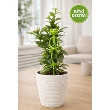 Medushop Esnek Kurbağa Bitki Destek Aparatı Saksı Çiçek Tutucu Bükülebilir Bitki Sabitleyici 15 cm