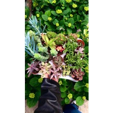 20'li Karışık Mini Sukulent ve Kaktüs Seti - Nikah Nişan Hediyelik Canlı Çiçek