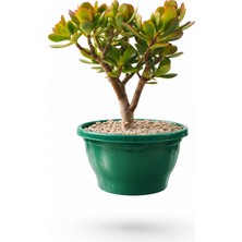 Tunç Botanik BONSAİ CRASSULA OVATA - PARA AĞACI (5 YAŞINDA)