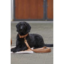 Eskadron Platinum 23 Köpek Tasma ve Gezdirme Seti Suni Deri