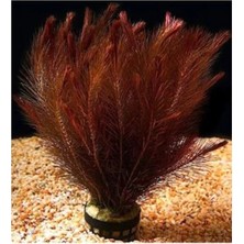 Esranın Dünyası Rotala Wallichii Red 8-10 Kök Canlı Bitki