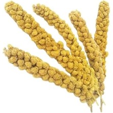 Esranın Dünyası 500 G Ak Dal Darı, Kuşlar Için Besleyici Yem