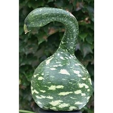 Esranın Dünyası Benekli Kuğu Su Kabağı Tohumu, 10 Adet, Nadir Seçim