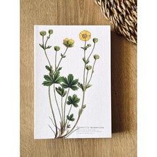 Pearl Shop Tanıtım Özel Tasarım Kapaklı A5 Çizgisiz Not Defteri - 180 Derece Açılabilir, Sırtı DIKIŞLI,%100 El Işçiliği, Ofis Için Ideal, Planlayıcı (Potentilla Neumanniana Kapak Tasarımı)