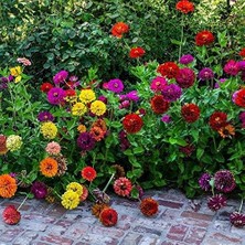 Pearl Shop Kaliforniya Zinya Kirli Hanım Çiçeği Tohumu (50 Tohum)