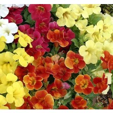 Pearl Shop Mimulus Misk Çiçeği F1 Tohumu (30 Tohum)