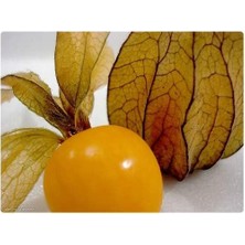 Pearl Shop Altın Çilek 25+Tohum +Saksı+Toprak