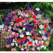 Pearl Shop Petunya Çiçeği Tohumu