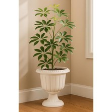 Pearl Shop Ayaklı Deliksiz Plastik Nergis Saksı (1 Adet, 6 Litre, 30CM, Kirli Beyaz)