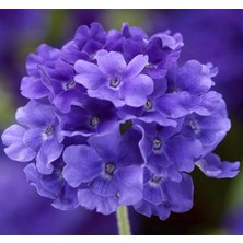 Pearl Shop Mine Çiçeği F1 Tohumu (20 Tohum)