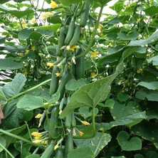 Pearl Shop Verimli Bol Dökümlü Sırık Konak Salatalık (Hıyar) Fidesi (5 Adet)