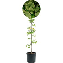 Fidan Sepetim 2 Yaş Ginkgo biloba Mabet Ağacı Fidanı