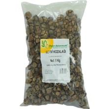 TeknoKapsül Selvi Kozalağı Doğal 1000 gr Paket