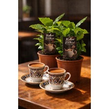 Gardenkoala Kahve Bitkisi – Coffea Arabica – 12 cm Saksı 2'li Set