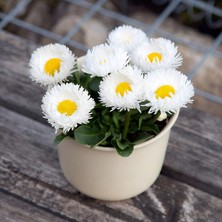 megcito Şeker Papatya Beyaz Renk - Saksılık 10 Tohum