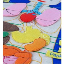 Freedom Storee AND-5120 Cırtlı Vücudumuz Pano