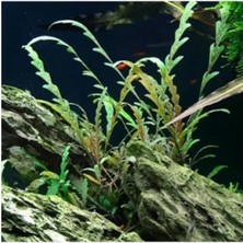 Ulu Pazarlama Hygrophila Pinnatifida In Vitro Canlı Bitki