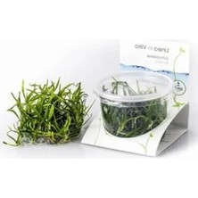 Ulu Pazarlama Echinodorus Tenellus In Vitro Canlı Bitki