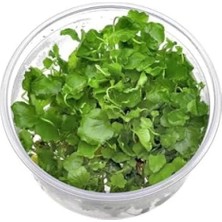 Ulu Pazarlama Cardamine Lyrata In Vitro Canlı Bitki