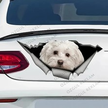 Özgül Reklam 3D Aracından Bakan Köpek Sticker / Araç Sticker / Motor Sticker