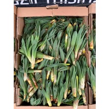 Erzurum İpek Gurme Taze Çiriş Otu