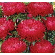 Ulu Pazarlama Aster Kasımpatı (Krizantem) Kırmızı Renkli - 20 Tohum