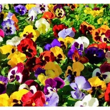 Ulu Pazarlama Çok Renkli Hercai Menekşe Tohumu - 100 Adet