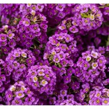 Ulu Pazarlama Alyssum Çiçeği - 250 Tohum (Mor Renk)