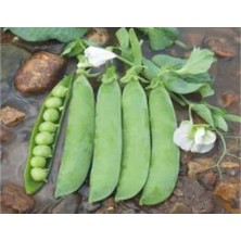 Ulu Pazarlama Bezelye Tohumu - 10 Gram