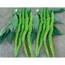 Ulu Pazarlama Biber Acıkıl Fırat Tohumu - 10 Gr, Lezzetli Alternatif