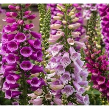 Ulu Pazarlama Çoklu Digitalis Tohum Seti - 550 Tohum - Renkli Karışım