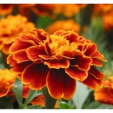 Ulu Pazarlama Mini Çiçekli Kadife Tohumu