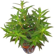 Ulu Pazarlama Limnophila Aromatica Saksı Canlı Bitki