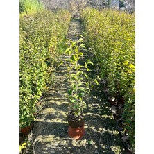 Ligustrum Kurtbağrı Çit Bitkisi