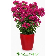 Veniv Dekoratif Saksı 2l + Hediye Şeffaf Saksı