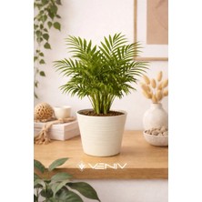 Veniv Kırılmaz Dekoratif Saksı 1.8l -1 Adet Çap 15 Boy 12