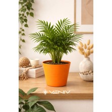 Veniv Kırılmaz Dekoratif Saksı 1.8l -1 Adet Çap 15 Boy 12