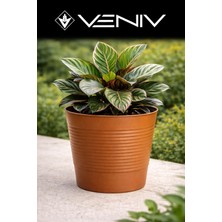 Veniv Kırılmaz Dekoratif Saksı 1.8l -1 Adet Çap 15 Boy 12