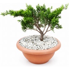 Tunç Botanik BONSAİ JUNİPERUS ARDIÇ (5 YAŞINDA)