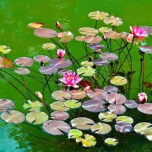 Magarsus Eko Paket Karışık Lotus Çiçeği Tohum Nilüfer Çiçeği TOHUMU10 Adet Tohum