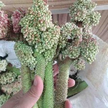 Taze Isgın Yeni Sezon 500 Gram