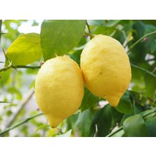 Bitkifidan Yediveren Limon Fidanı Tam Bodur 8 Yaş