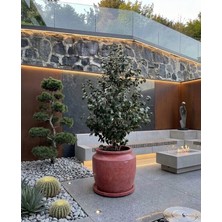 Hobi Tarım Büyük Beton Saksı 70X60CM