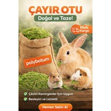 Polybotum Doğal Çayır Otu Kemirgen Yemi Tavşan Hamster Ginepig Chinchilla Doğal Kurutulmuş Kemirgen Otu 100 gr